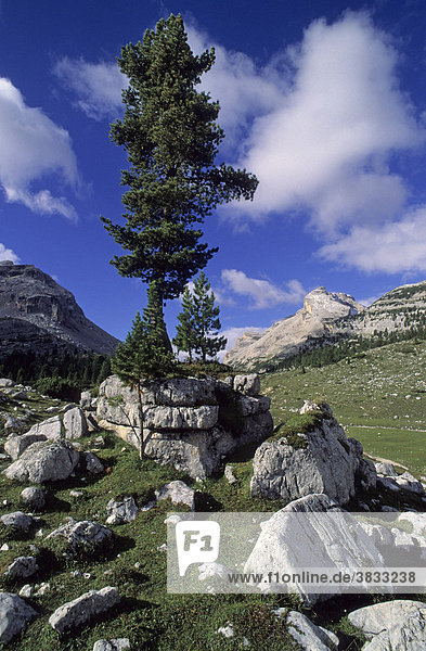 Einzelne Kiefer wächst auf einem Felsblock auf der grossen Fanesalm Dolomiten Italien