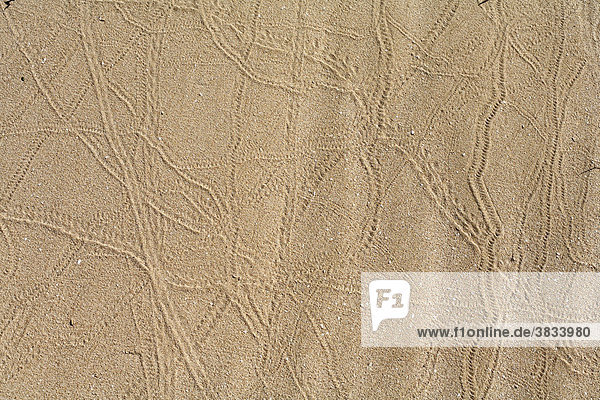 Spuren von Insekten im Sand   Sanddünen El Jable   Jandia   Fuerteventura   Kanarische Inseln