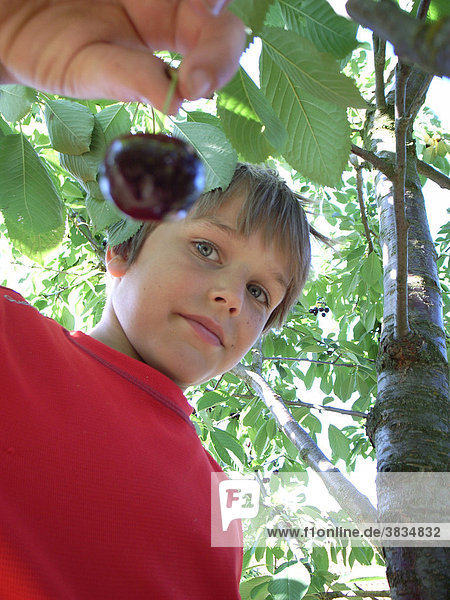Children pick cherries from cherry tree