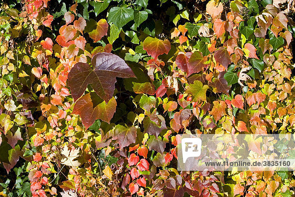 Markt Schwaben  GER  27. Oct. 2005 - Multiple coloured leaves in autumm
