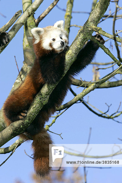 Munich  GER  28. Oct. 2005 - Red Panda (lat. Ailurus fulgens)  picture was taken in zoo Hellabrunn in Munich.