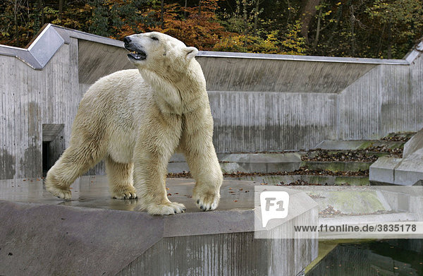 Munich  GER  28. Oct. 2005 - Polar Bear (lat. Ursus maritimus)  picture was taken in zoo Hellabrunn in Munich.