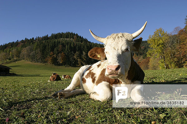 Tegernsee  GER  30. Oct. 2005 - Cows on a meadow nearby Tegernsee in Bavaria.