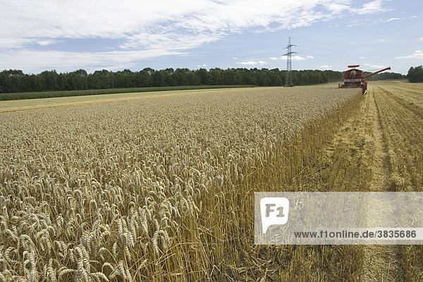Seasoned crop of a corn field nearby Munich