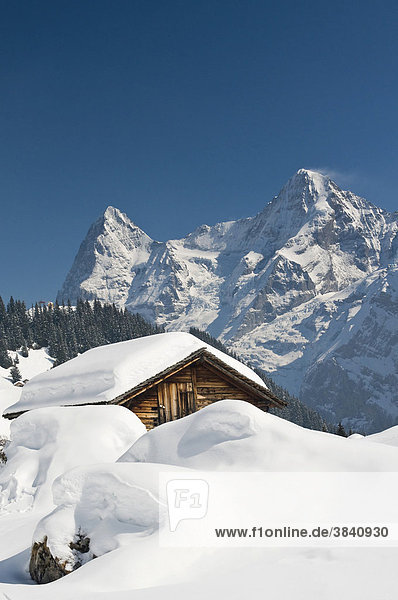 Verschneite Almhütte  Mürren  Schweiz  Europa