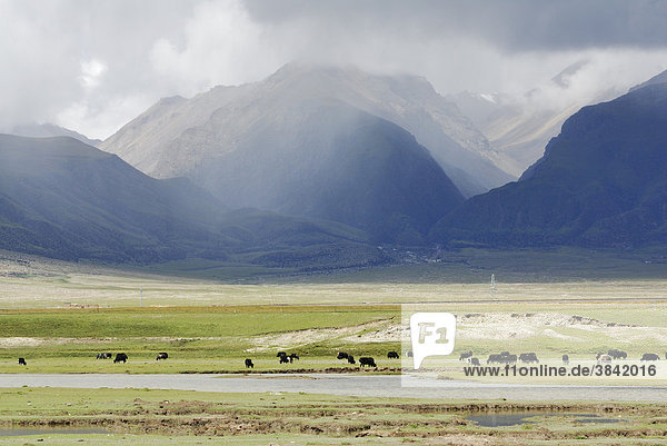 Yaks auf der Weide  wolkenverhangene Berge nahe Yangpachen zwischen Dangxion und dem Namtso See  Himmelssee  Tibet  China  Asien