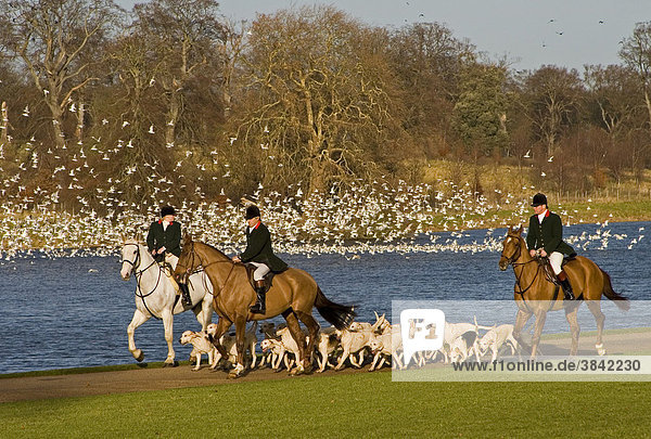 Fox hunting  mounted huntsmen with Foxhounds  beside lake with gulls  West Norfolk Hunt  Norfolk  England  United Kingdom  Europe