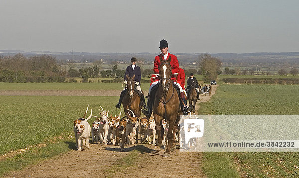 Fox hunting  mounted huntsmen with Foxhounds  West Norfolk Hunt  Norfolk  England  United Kingdom  Europe