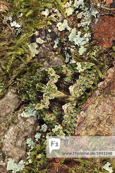 Olivgrüner Bindenspanner oder Olivgrüner Lindenblattspanner (Chloroclysta siterata)  Alttier ruht auf Eichenrinde  getarnt zwischen Flechten  Powys  Wales  Großbritannien  Europa