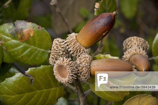 Golden Oak Quercus alnifolia , acorns, Troodos Mountains, Southern Cyprus