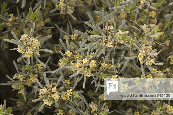 Thymelaea (Thymelaea tartonraira var. linearifolia)  flowering  Cyprus