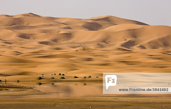 Temporary desert lake and dunes  after very wet winter  High Erg Chebbi Sand Dunes  near Merzouga  Sahara  Morocco  Africa