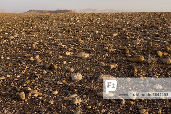 Hamada or Hammada stony desert habitat  west of Ouazarzate  Sahara  Morocco  Africa