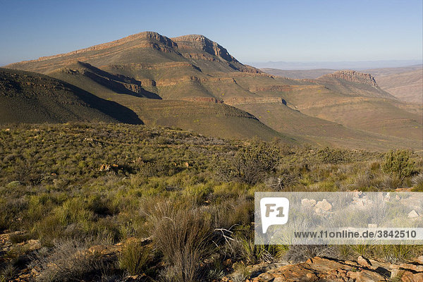 Berge mit Fynbos-Habitat  Cederberge  Cederberg Wilderness Area  Westkap  Südafrika  Afrika