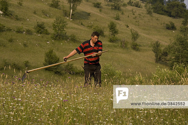 Bauer bei der Heuernte mit einer Sense auf alter Bergwiese  Piatra Craiuliui Gebirge oder Königsteingebirge  Südkarparten  Siebenbürgen  Rumänien  Europa