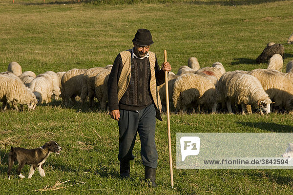 Sheep farming  shepherd with sheepdog puppy and flock  near Sigishoara  Saxon village area  Transylvania  Romania  Europe