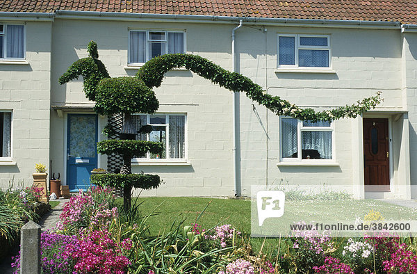 Peacock topiary and flowers in front garden of terraced houses  Somerset  England  Europe