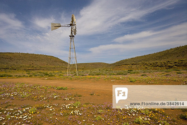 Wind pump in desert with flowers  near Nieuwoudtville  Namaqua Desert  Namaqualand  Cape  South Africa