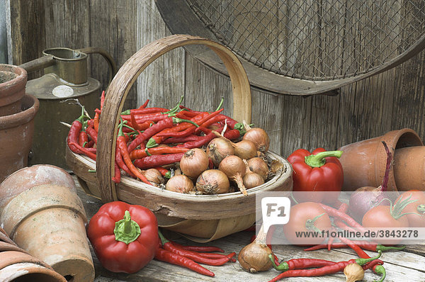 Gartenhäuschen mit geernteten Schalotten Chilis Tomaten und Paprikaschoten England Großbritannien Europa
