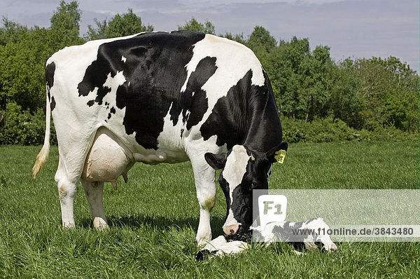 Hausrinder  Holstein Friesian  Kuh mit neugeborenem Kalb  liegend im Feld  Carlisle  Cumbria  England  Europa