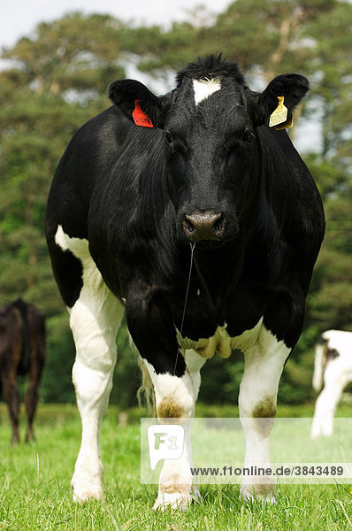 England, Europa iblflp01385173, Färse, stehend im Feld ...