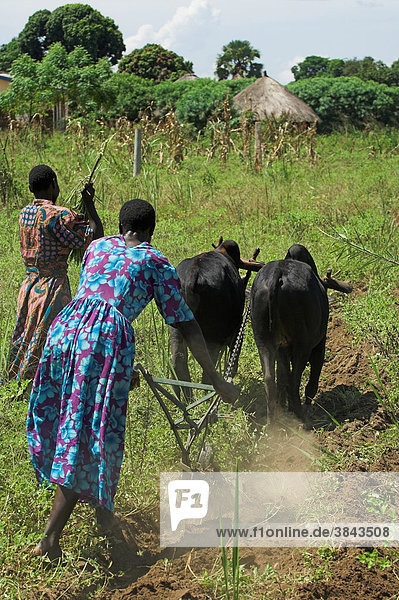 Angespannte Hausrinder  Ochsen  pflügen eine Feld mit Metallpflug  von zwei Frauen geführt  Mbale  Uganda  Afrika