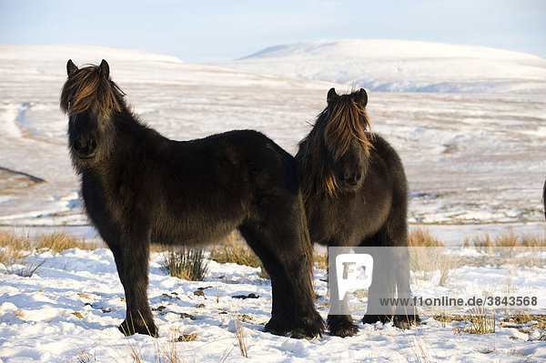 Fell Pony  two adults  grazing in snow on high moorland  Wild Boar Fell in distance  Ravenstonedale  Cumbria  England  Europe