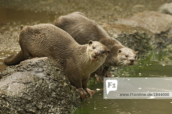 Smooth-coated Otter (Lutrogale perspicillata)  adult pair  standing at edge of water  captive