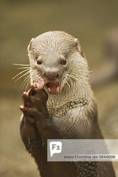 Smooth-coated Otter (Lutrogale perspicillata)  adult  feeding on fish  head and paws  captive