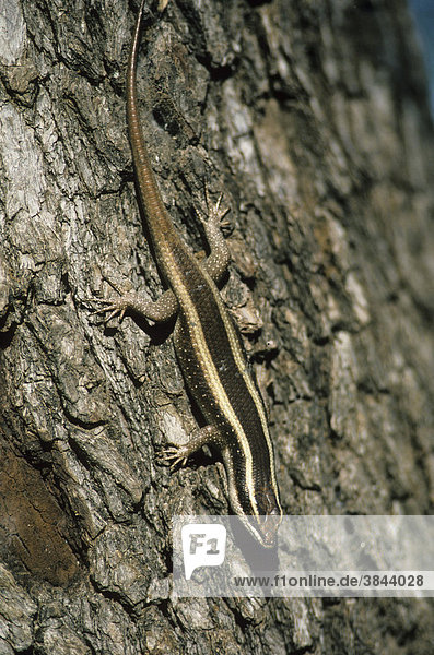 Wahlbergs Gecko (Panaspis wahlbergii)  auf Rinde  Kruger-Nationalpark  Südafrika