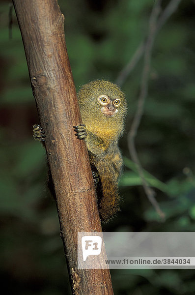 Pygmy Marmoset (Cebuella pygmaea)