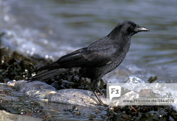 Northwestern Crow (Corvus caurinus)  feeding on dead salmon  Pacific Northwest Canada
