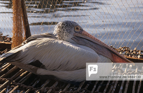 Spot-billed Pelican (Pelecanus philippensis)  captive  Siem Reap  Tonie Sap Lake  Cambodia  Southeast Asia