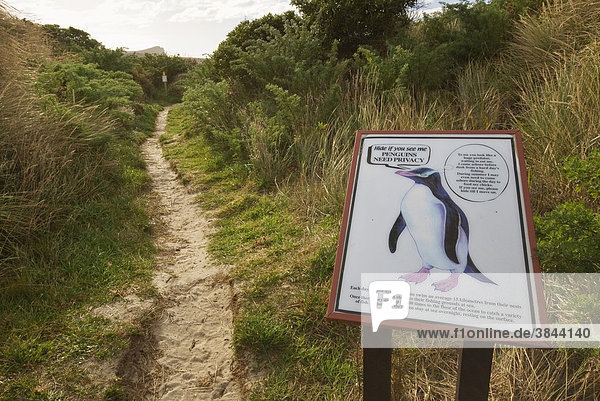 Gelbaugenpinguin (Megadyptes antipodes)  Penguins Need Privacy  englisch für Pinguine brauchen Ruhe  Vogelschutzschild  Catlins  Südinsel  Neuseeland
