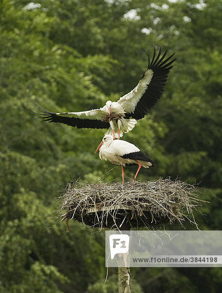 White Stork (Ciconia ciconia)  adult pair  on nesting platform  one in flight  returning with nest material  Flevoland  Netherlands  Europe