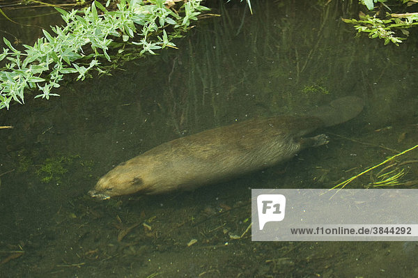 Eurasian Beaver (Castor fiber)  adult  swimming underwater  trial reintroduction project  Ham Fen Nature Reserve  Kent  England  United Kingdom  Europe