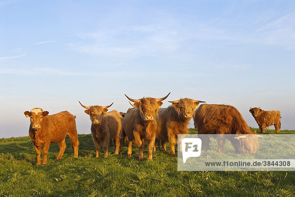 Highland Cattle  herd  used as habitat management on coastal nature reserve  North Downs  Folkestone  Kent  England  United Kingdom  Europe