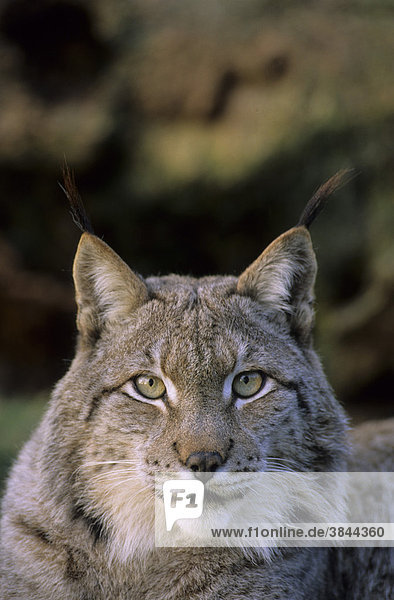 Siberian Lynx (Lynx lynx wrangeli)  male