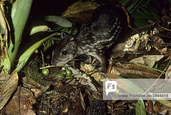 Paca (Agouti paca)  feeding on fruit on forest floor