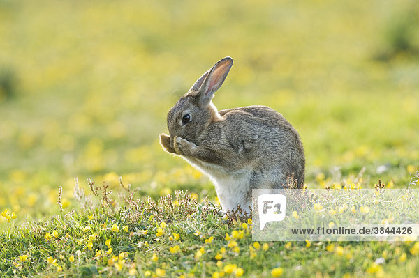 European Rabbit (Oryctolagus cuniculus)  adult  grooming  sitting on coastal grassland  North Downs  Folkestone  Kent  England  United Kingdom  Europe