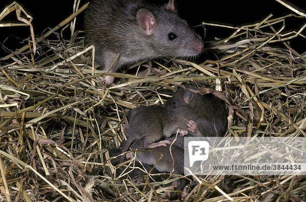 Brown Rat (Rattus norvegicus)  juvenile with nest of young