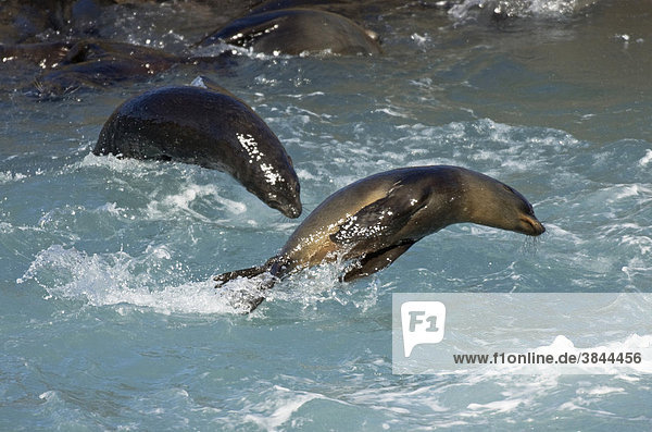 Neuseeländischer Seebär oder Australischer Seebär (Arctocephalus forsteri)  Jungtiere beim Springen im Wasser  Südinsel  Neuseeland