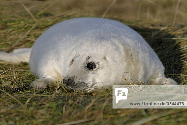 Grey Seal (Halichoerus grypus)  young whitecoat pup  in sand dunes  Donna Nook  Lincolnshire  England  United Kingdom  Europe