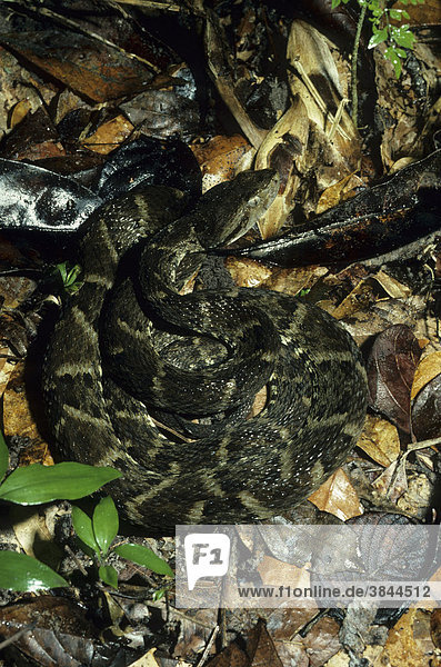 Fer de Lance (Bothrops atrox)  coiled on dried leaves  Riverine Forest  Guyana  South America