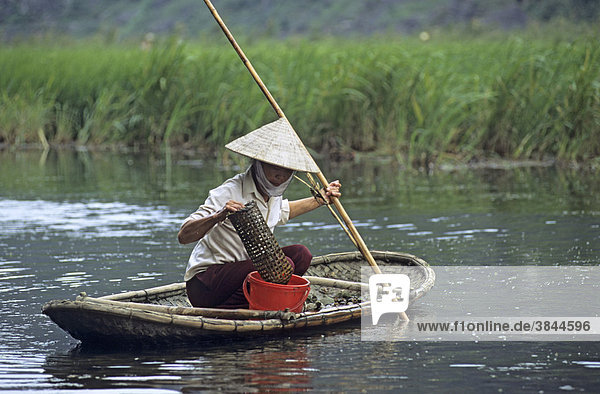 Frau beim Auslegen von Krabben-Reusen Feuchtgebiet wird von der lokalen Bevölkerung ausgenutzt Van Long Naturschutzgebiet Vietnam Südostasien Asien