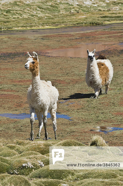 Llamas (Lama glama)  Atacama Desert  Antofagasta region  Chile  South America