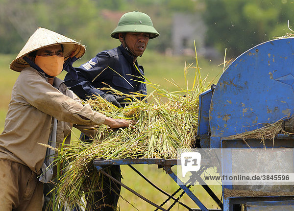 Men with a rice straw threshing machine  Vietnam  Asia