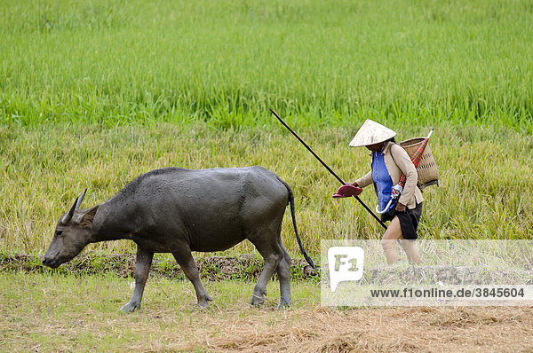 Frau beim Wasserbüffelhüten am Reisfeld  Hausbüffel (Bubalus arnee)  Vietnam  Asien