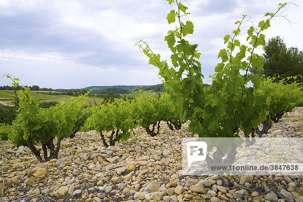 Sehr gepflegter Anbau der weltbesten Reben  mit sogenannten Schmeichelsteinen abgedeckter Boden in Rasteau  Provence  Südfrankreich  Frankreich  Europa