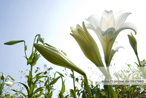 Weiß blühende Lilien (Lilium)